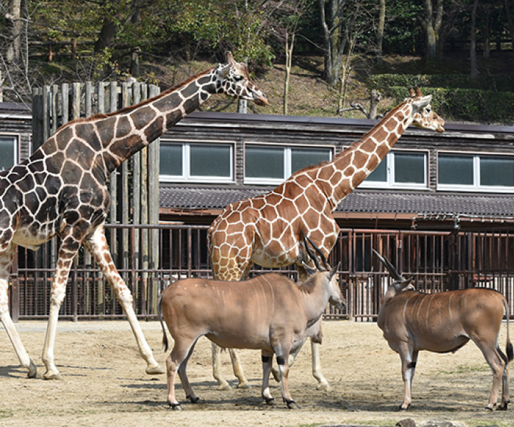 愛媛県立とべ動物園