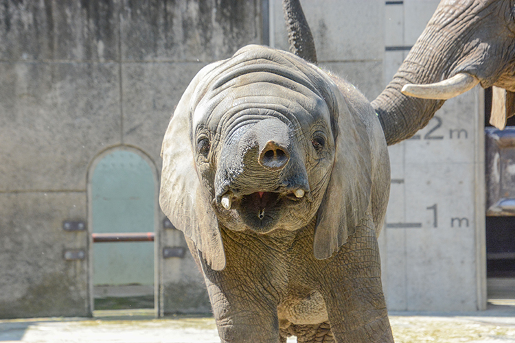 大丈夫かな？親子でドキドキ「はじめての動物園」