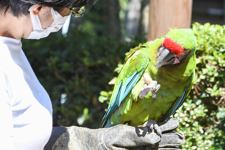 ＜終了＞「とべ動物園の日」記念。動物がもっと好きになるイベント