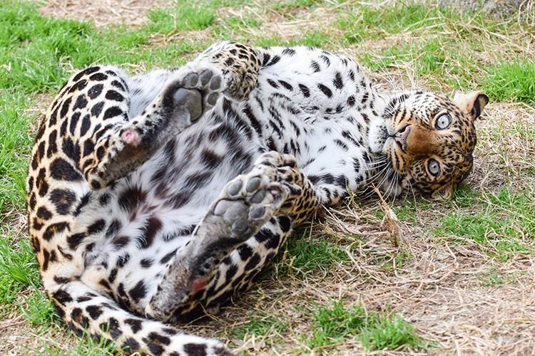 答え探しの冒険へいざ出発！とべZOOクイズ