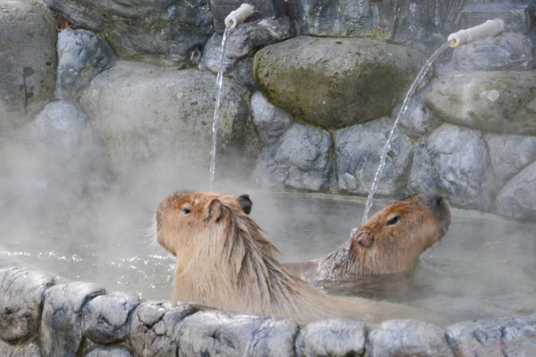 寒い日だからこそおもしろい！冬のとべ動物園のススメ