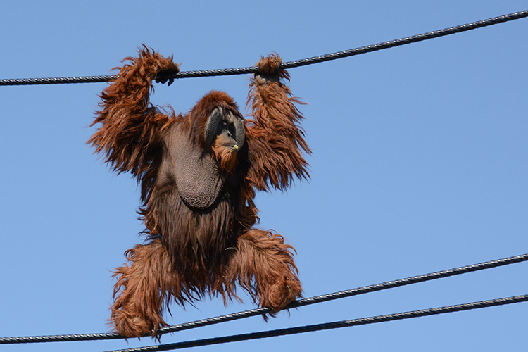 オープン記念イベントも！ジップラインと楽しむとべ動物園の巡り方