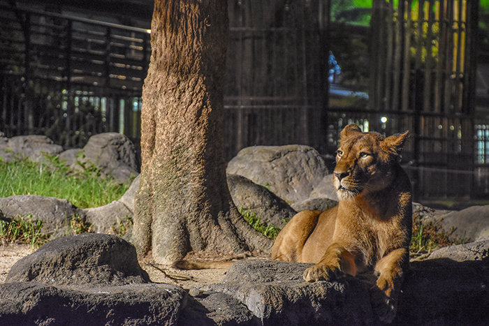 ＜10月開催決定＞昼間と違う表情にドキドキ!ワクワク!!人気イベント「夜の動物園」