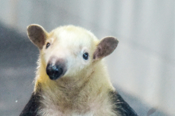 新たなアイドル誕生の予感？新顔たちでとべ動物園がパワーアップ！