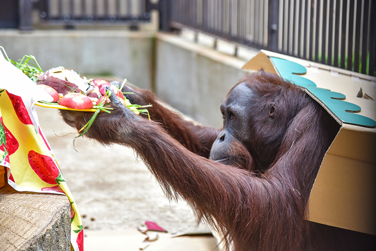 教えて飼育員さん！誕生日ケーキのヒ・ミ・ツ