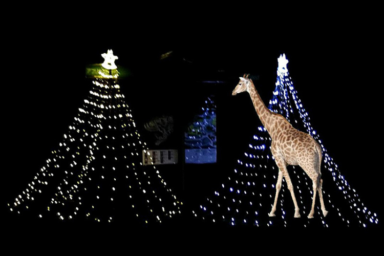 とべ動物園イルミネーション