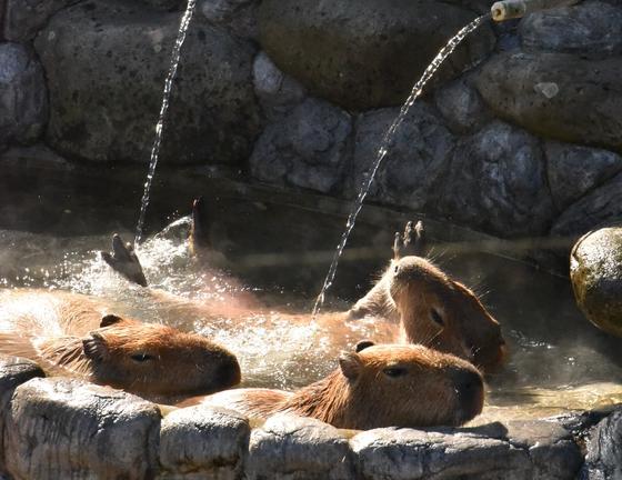 カピバラの打たせ湯