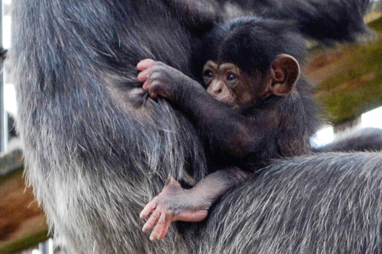 とべ動物園「最旬」情報！BABY誕生に猫の日イベント