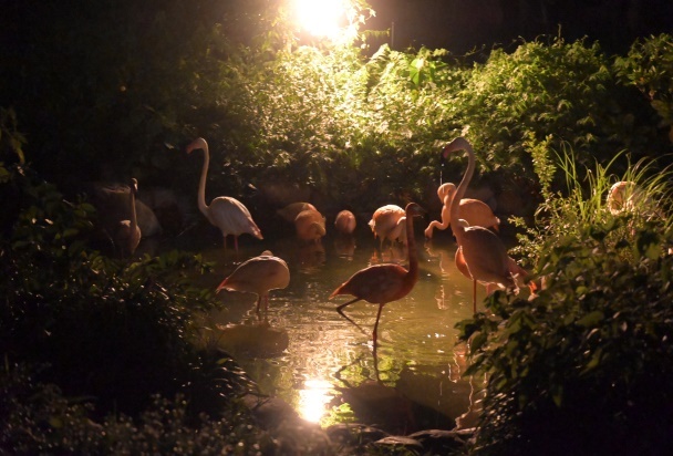 夜の動物園を開催します！