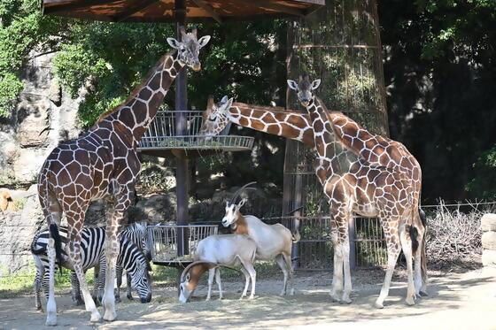 サンライZOO　モーニングツアー