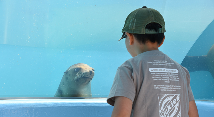 とべ動物園のアシカ