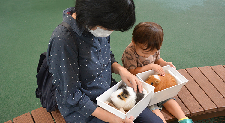 かわいい発見！とべ動物園の新イベント「テンジクネズミのひみつみーつけた！」に注目