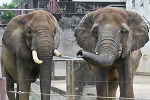 休園日の特別な動物園TOkuBEZOOとくべずー