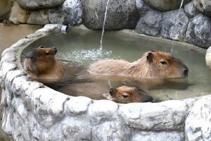 カピバラの打たせ湯