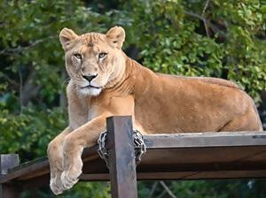 【事前申込】とべ動物園 ねこ歩き