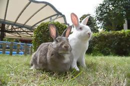 第38回とべ動物園写生大会