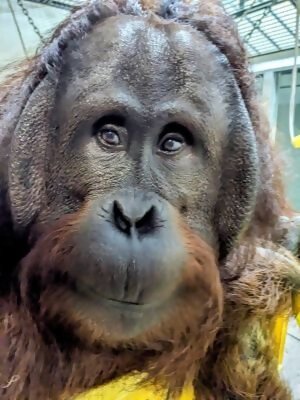 ボルネオオランウータン「ハヤト」の誕生会