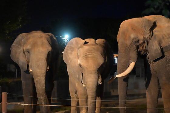 夜の動物園