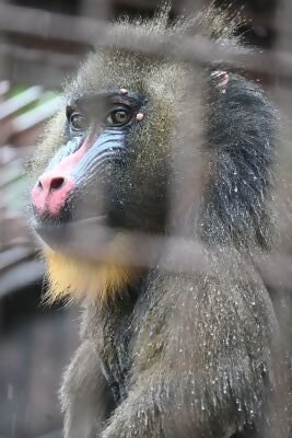 マンドリル「トヨ」30歳お誕生日ガイドを行います！