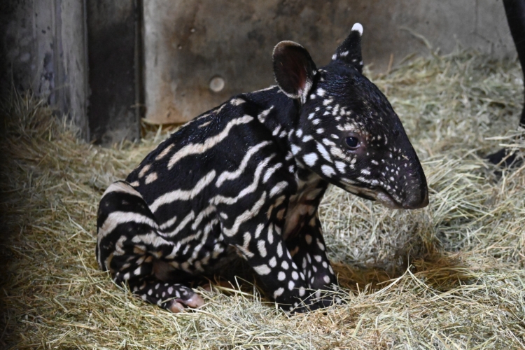 いまだけのかわいい姿にきゅん♡ 2025年生まれのとべ動物園の赤ちゃん