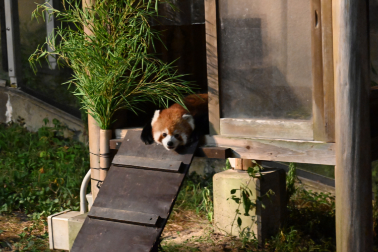 【とべ動物園】2025年も「夜の動物園」開催!夜しか見られない感動体験を夏休みに