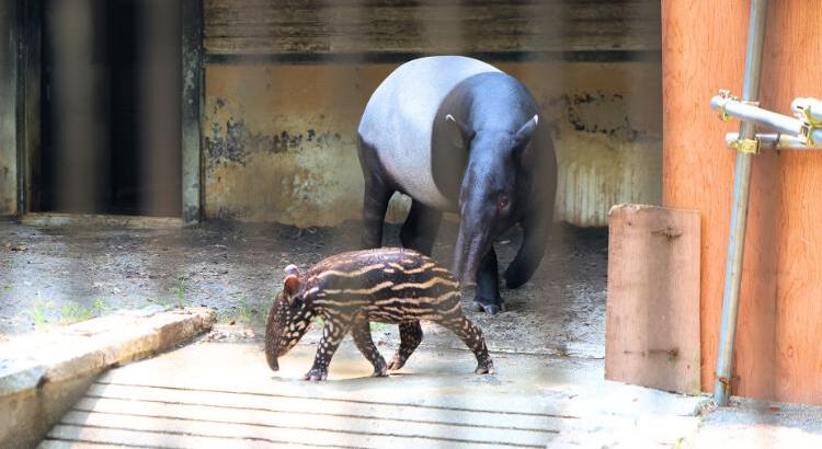 今しか観られないアニマルが待ってるよ！暑い夏こそ『ちょいとべ』しましょ！夏のとべ動物園①
