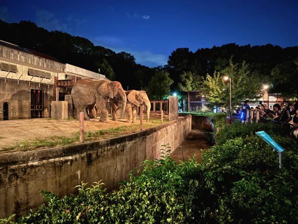 【とべ動物園】昼間では味わえない夜の動物園を『ちょいとべ』しよう！