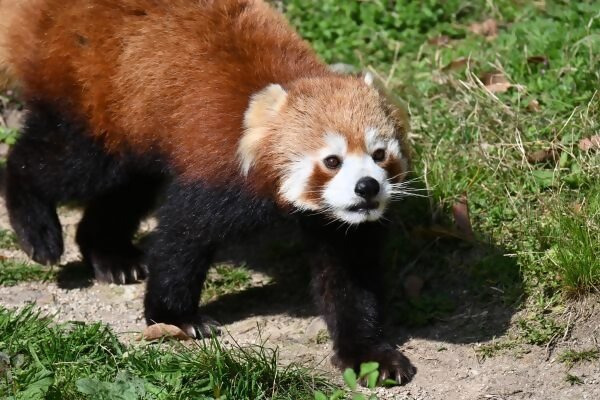国際レッサーパンダデーイベント