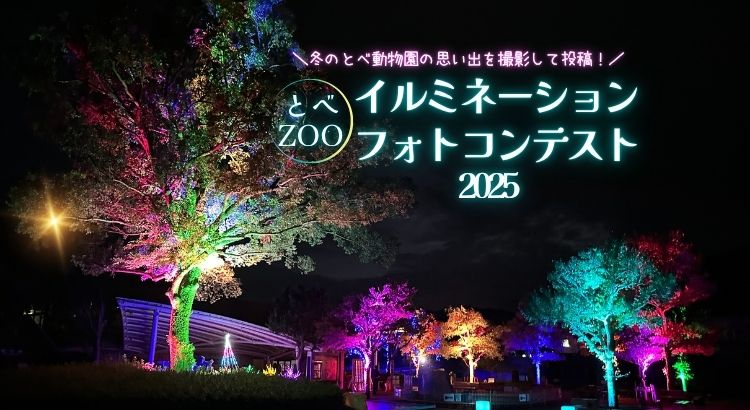 冬のとべ動物園の思い出を撮影して投稿！とべZOOイルミネーション2025フォトコンテスト開催！