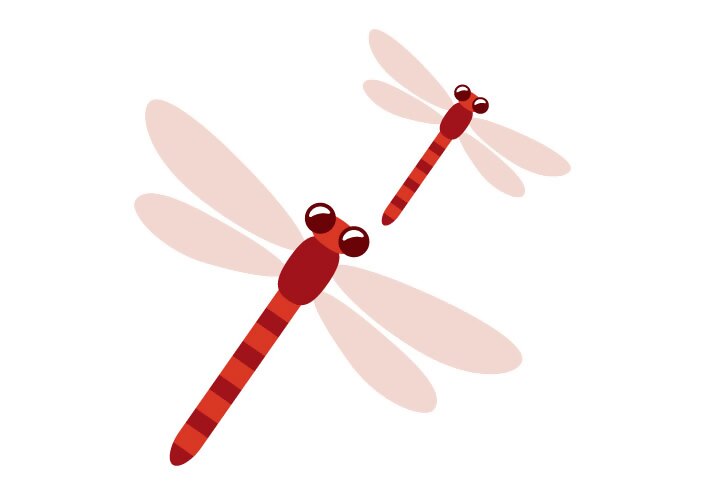 昆虫教室⑧「赤とんぼ」（事前募集）