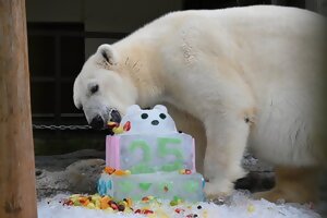 ピース26歳誕生会