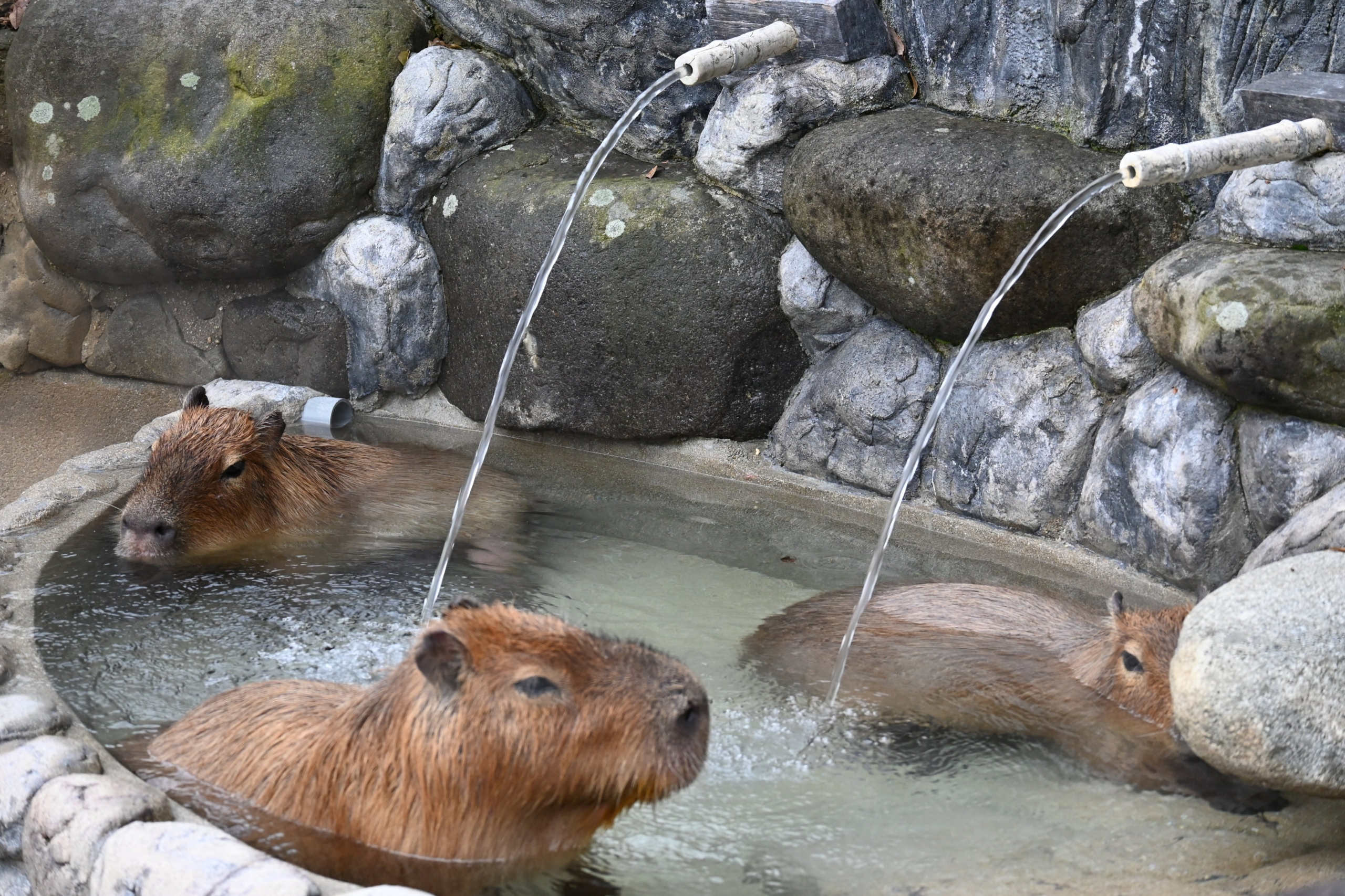 カピバラの打たせ湯