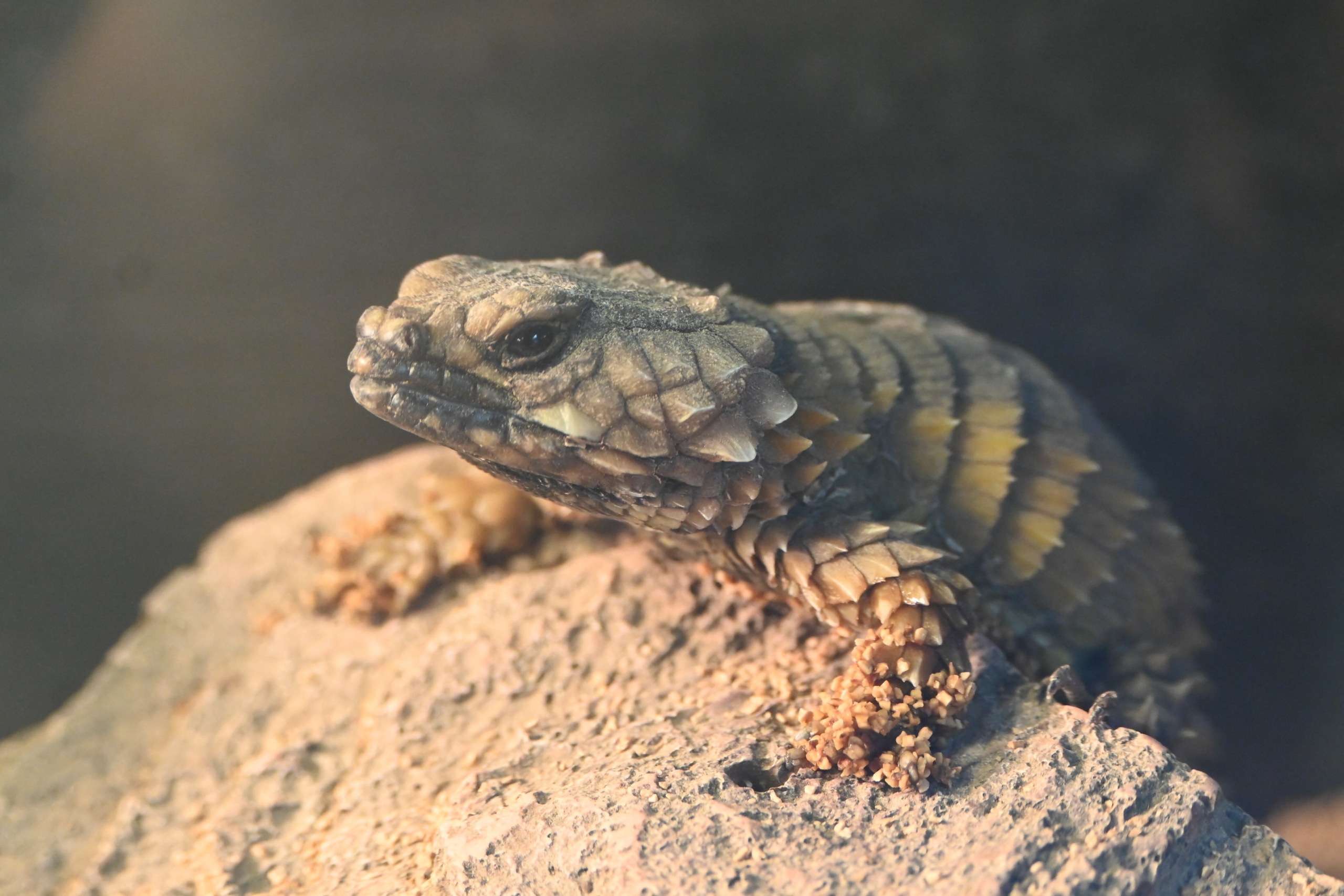 スネークハウスのトカゲ類　展示中止のお知らせ