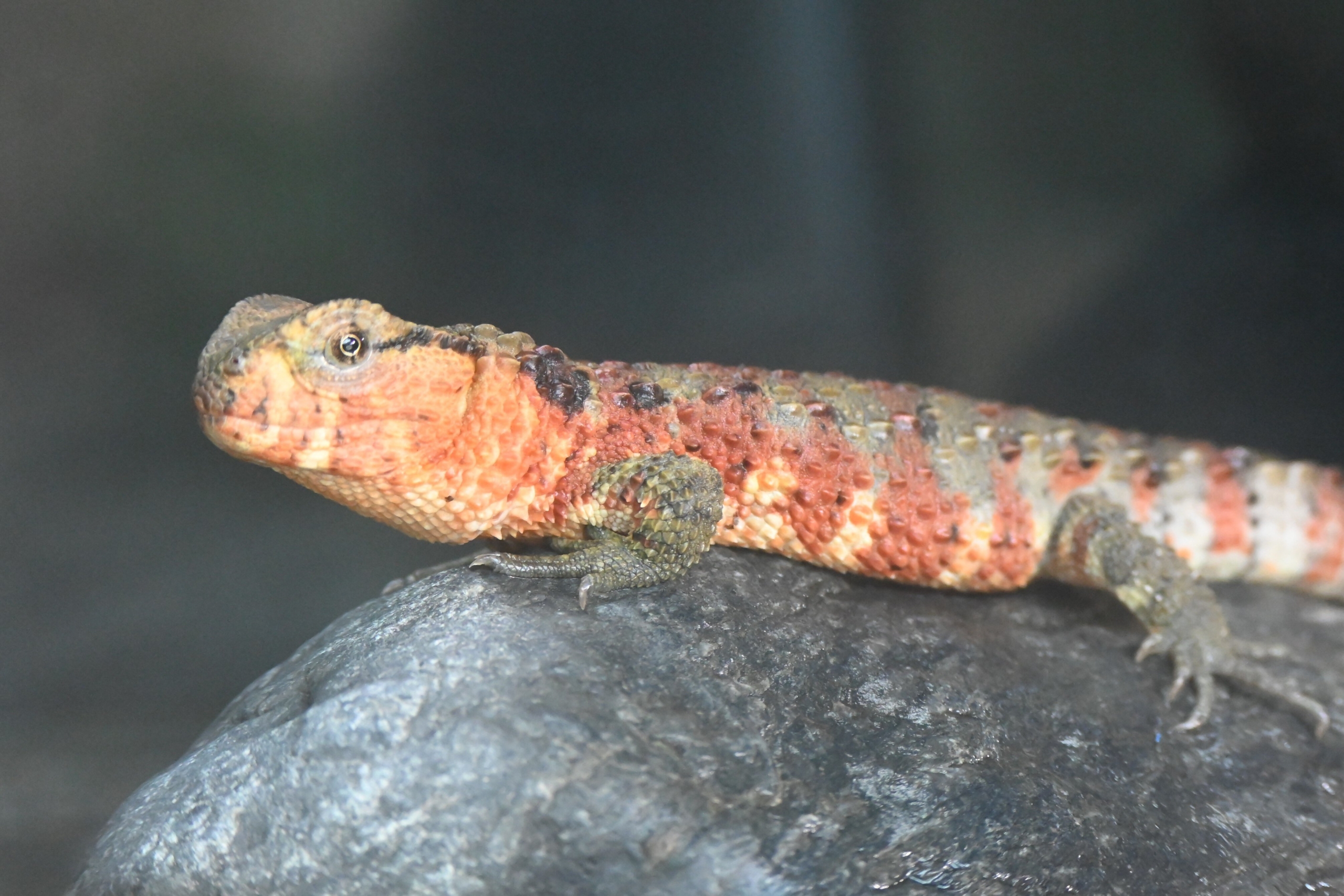 スネークハウスのトカゲ類　展示中止のお知らせ