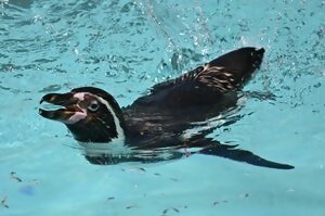 フンボルトペンギンの公開及びペンギンのお食事タイム中止