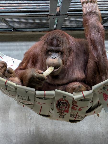 ジェニファーちゃん