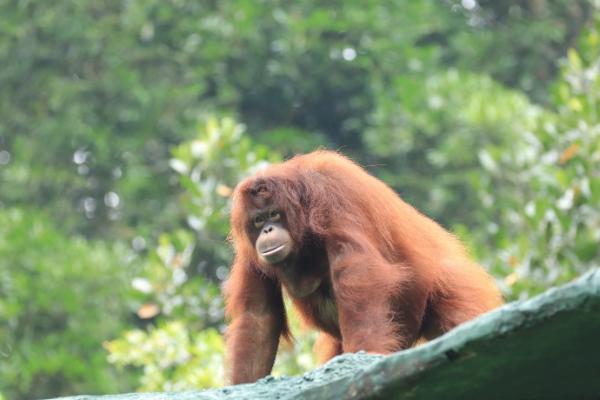 ジェニファーちゃん