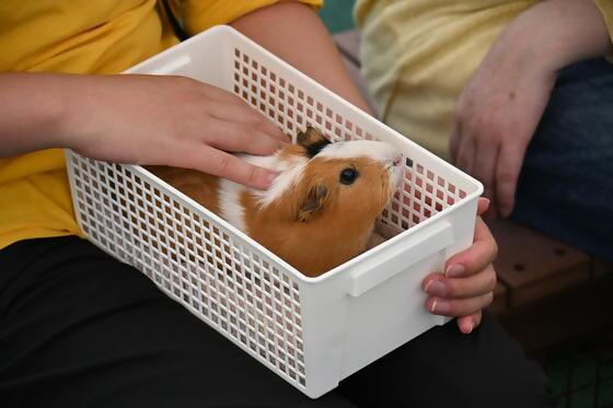 テンジクネズミのひみつみーつけた！