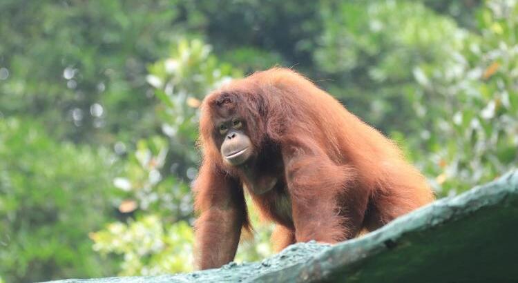 ジェニファーちゃん