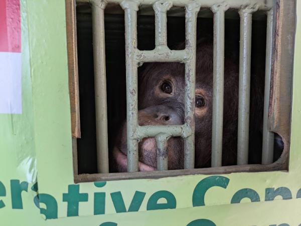 ジェニファーちゃん