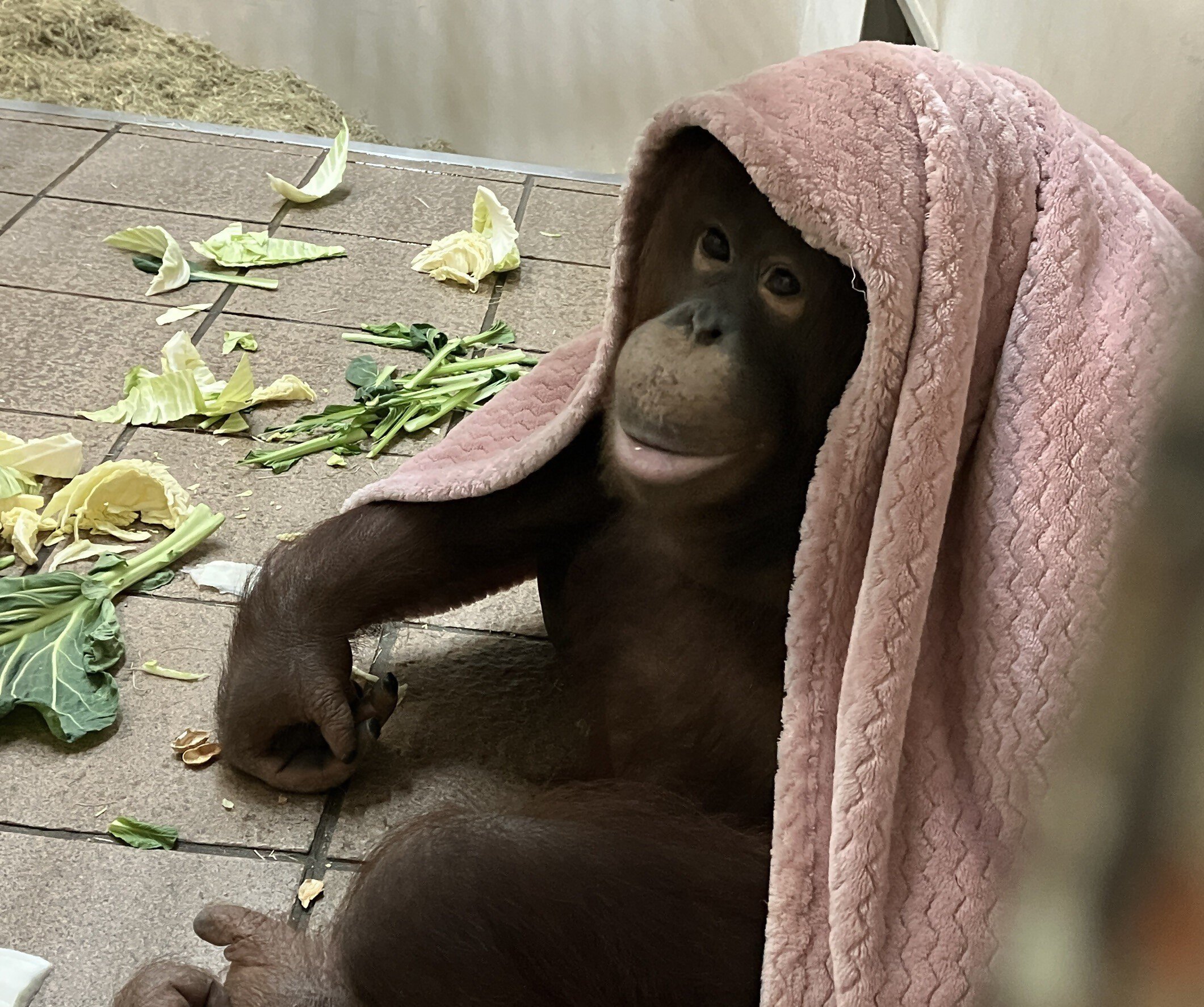 ボルネオオランウータン「ジェニファー」の誕生会